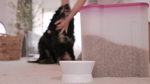 Der Hund Leckt Sich Selbst Das Hungrige Haustier Leckt Nase — Stockvideo