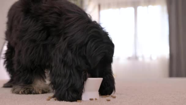 犬が丼を舐める ペットは食べて満足しており より多くの食べ物を望んでいます 居心地の良い家の中で黒のコッカー スパニエルはドライフードを食べる 充実した国産犬の純血種 高品質4K映像 — ストック動画