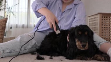 Sahibi köpeği keser. Hayvan bakımı, bakım ve güzellik. Siyah köpek cocre spaniel ve sahibi. Yüksek kalite 4k görüntü