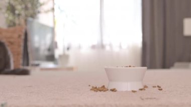 Köpek kaseyi yalıyor. Evcil hayvan yemeğini yedi ve mutlu, daha fazla yemek istiyor. Cocker spaniel, sıcacık bir evde sade yiyecekler yiyor. Tatmin olmuş evcil köpek safkan. Yüksek kalite 4k görüntü