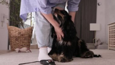 Sahibi köpeği keser. Hayvan bakımı, bakım ve güzellik. Siyah köpek cocre spaniel ve sahibi. Yüksek kalite 4k görüntü