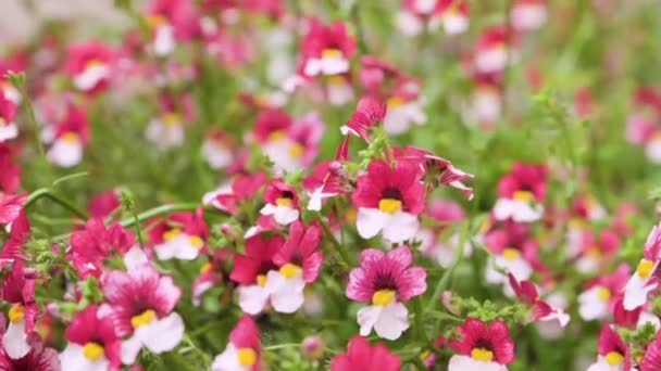 Sunsatia Plusz Cseresznye Jégen Vagy Naméziában Kis Fényes Tavaszi Virágok — Stock videók