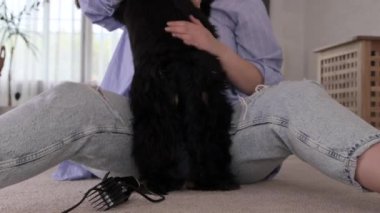 Sahibi köpeği keser. Hayvan bakımı, bakım ve güzellik. Siyah köpek cocre spaniel ve sahibi. Yüksek kalite 4k görüntü
