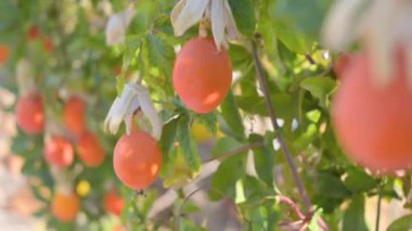 Ripe passion fruit or passiflora caerulea. Ripe bright fruits on a bush. Berries and fruits of the South of Italy, Sardinia. High quality 4k footage