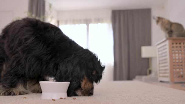 狗舔碗 这只宠物已经吃过了 而且很快乐 想要更多的食物 可可猎狗在舒适的房子里吃干粮 满意的家犬纯种 高质量的4K镜头 — 图库视频影像