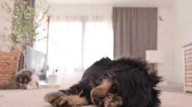 Köpek kendini yalıyor, aç hayvan burnunu ve dudaklarını yalıyor. Siyah Cocker Spaniel yakın plan yiyecek istiyor. Evde safkan bir köpek var. Evcil köpek pofuduk ve sevimli halının üzerinde oturuyor. Yüksek kalite 4k görüntü