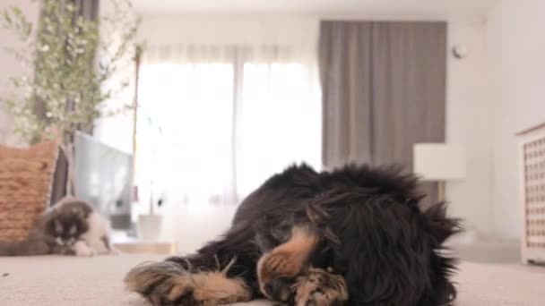 狗舔自己 饥饿的宠物舔鼻子和嘴唇 黑可可犬特写镜头要求食物 纯种的狗在家里 家养的狗毛绒绒的 可爱的坐在地毯上 高质量的4K镜头 — 图库视频影像