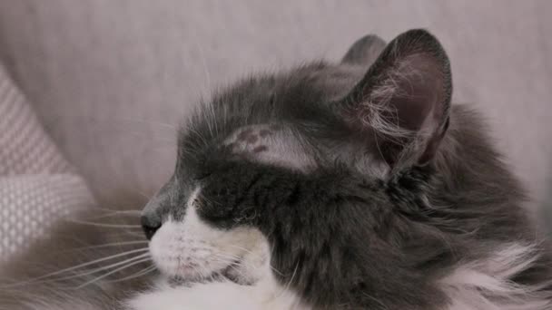 Close Cats Head Fluffy Gray Cat High Quality Footage — Stockvideo