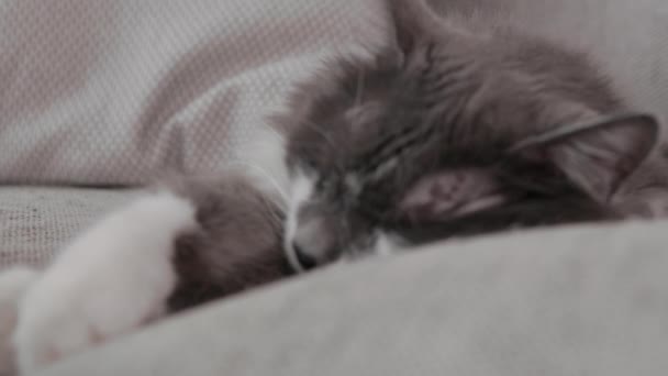 Close Cats Head Fluffy Gray Cat High Quality Footage — Vídeo de stock