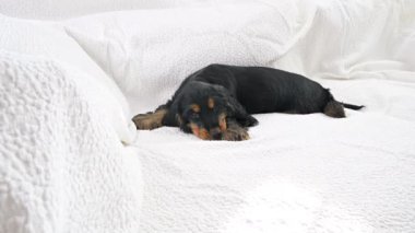Yavru köpek uyuyor. Siyah bir cocker spaniel köpeğinin örgü örüp uykuya dalması. Yumuşak bir arka plan ve köpek kafası. Yüksek kalite 4k görüntü