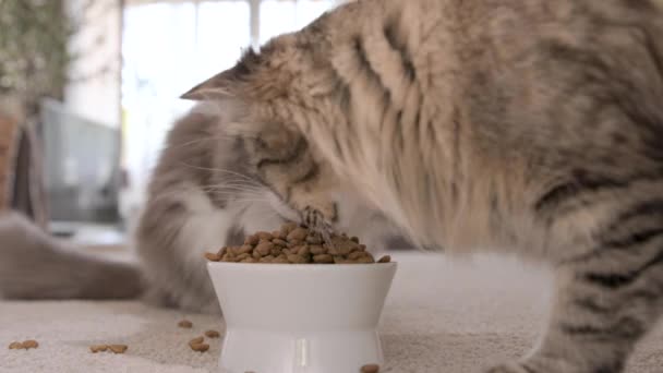 猫粮猫吃杯子里的食物 在舒适的家里面 这只宠物吃得很高兴 关起来的猫在家里吃新鲜的罐装猫粮 猫吃完后舔嘴唇 宣传猫粮 — 图库视频影像