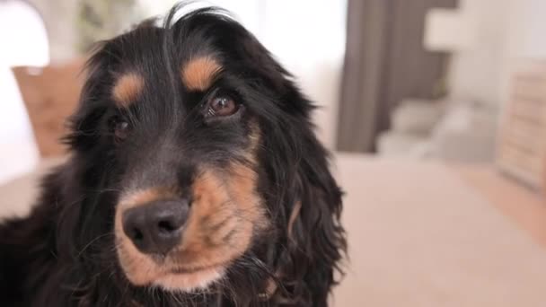 Φίμωτρο Ενός Κόκερ Σπάνιελ Γλώσσα Του Κρέμεται Έξω Ικανοποιημένος Σκύλος — Αρχείο Βίντεο