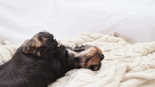 Cachorrito Está Durmiendo Cachorro Cocker Spaniel Negro Tejido Cuadros Duerme — Vídeos de Stock