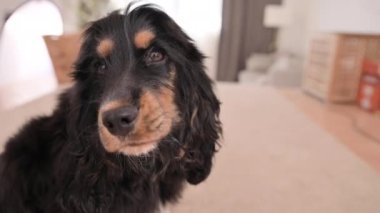 The muzzle of a Cocker Spaniel with its tongue hanging out. Satisfied dog close-up. Black Dog. Black dog at home