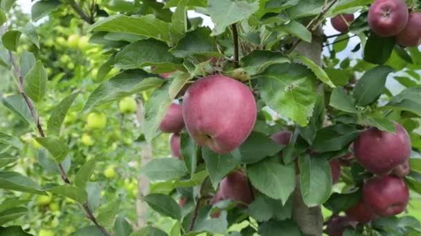 Manzanas Jardín Las Manzanas Grandes Jugosas Sobre Árbol Con Las — Vídeos de Stock