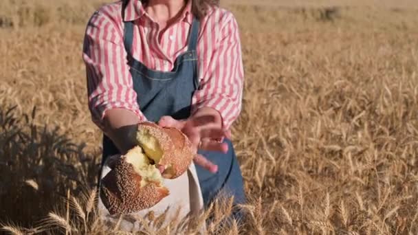 Фермер Пшеничному Полі Сезон Збирання Пшениці Італії Золоті Вуха Людина — стокове відео