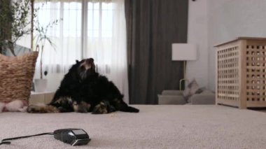 Cocker spaniel ve evcil hayvan bakım makinesi. Evcil köpek saçını kestirmeye hazırlanıyor. Siyah Cocker Spaniel. Yüksek kalite 4K görüntü. Boşluğu kopyala