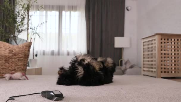 コッカー スパニエルとペット グルーミング マシン 自宅で家事犬の散髪の準備を取得します ブラック コッカー スパニエル 高品質4K映像 スペースのコピー — ストック動画