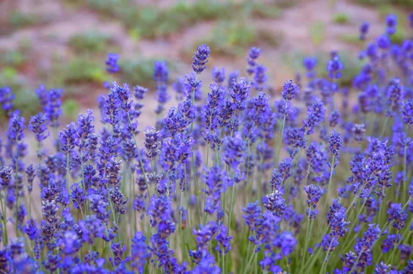 Sunset Lavender Field Purple Flowers Field Background Floral High Quality — Stock Photo, Image