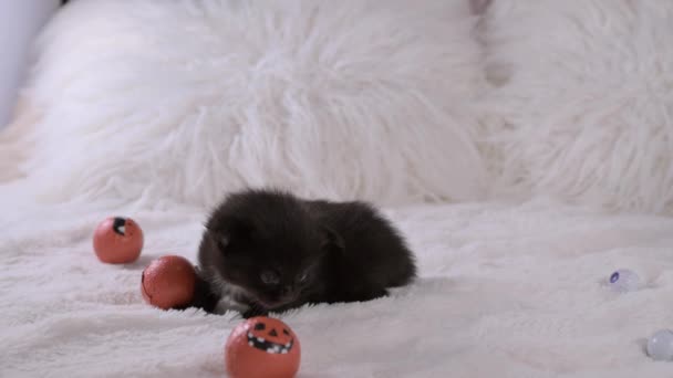 Piccolo Gattino Nero Zucche Halloween Arredamento Festivo Casa Animale Domestico — Video Stock