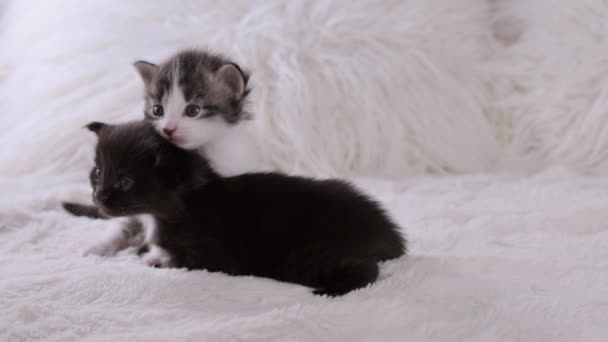 Gatinhos Pequenos Gatinhos Close Fundo Leve Gatinhos Pretos Manchados Semanas — Vídeo de Stock