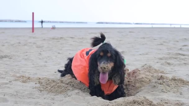 Απόκριες Σκυλί Ντυμένος Σαν Κολοκύθα Στην Παραλία Μαύρο Κόκερ Σπάνιελ — Αρχείο Βίντεο