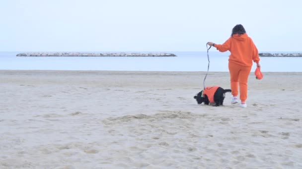 Απόκριες Σκυλί Ντυμένος Σαν Κολοκύθα Στην Παραλία Μαύρος Κόκερ Σπάνιελ — Αρχείο Βίντεο