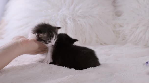 Μικρά Γατάκια Κοντά Ένα Ελαφρύ Φόντο Μαύρα Και Σημαδεμένα Γατάκια — Αρχείο Βίντεο