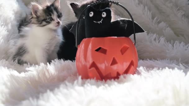 Halloween Kočky Malá Černá Koťátka Dýní Halloweenské Prázdniny Světlém Pozadí — Stock video