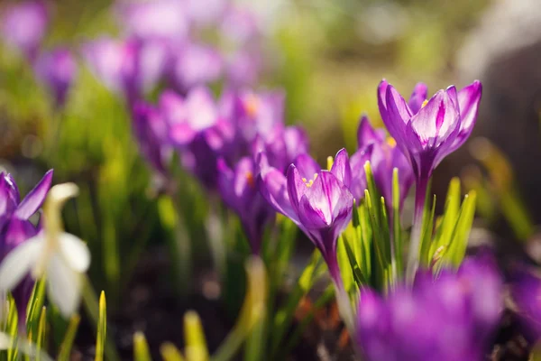 Purple spring Crocus on a meadow — Stock Photo, Image