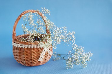 Gypsophila paniculata in the basket, light, airy masses of small clipart