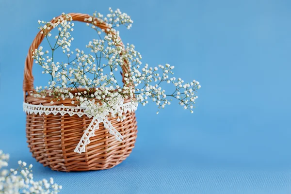 Аромат белой цыганки, цветы из дыхания младенца . — стоковое фото