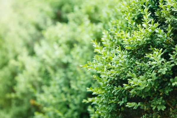 Uma sebe bem paisagística de arbustos boxwood — Fotografia de Stock