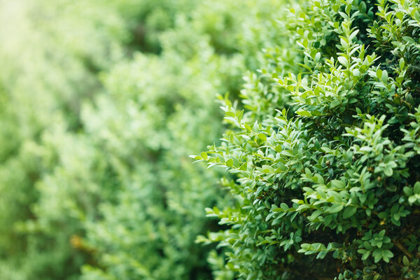 a well landscaped  hedge of bushes  boxwood