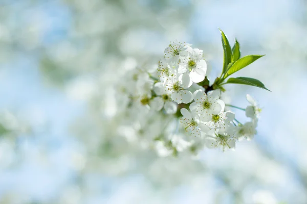 Una rama de las flores de cerezo —  Fotos de Stock