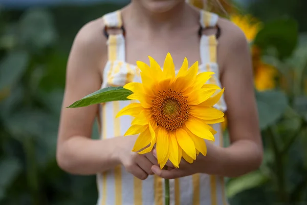 Les Mains Enfant Tenant Une Fleur Tournesol Dans Journée Été — Photo