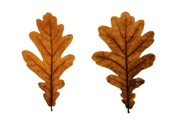 Deux feuilles de chêne isolées sur blanc — Photo