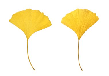 beyaz izole sarı ginkgo yaprağı