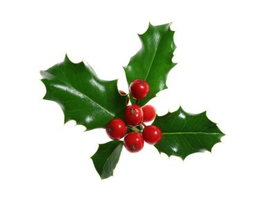 holly üzerinde beyaz izole