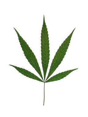 Beyaz üzerinde marihuana yaprağı