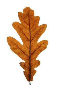 beyaz izole Meşe yaprağı