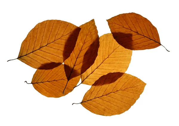 Yellow Beech Leaves Isolated on White — Stock Photo, Image