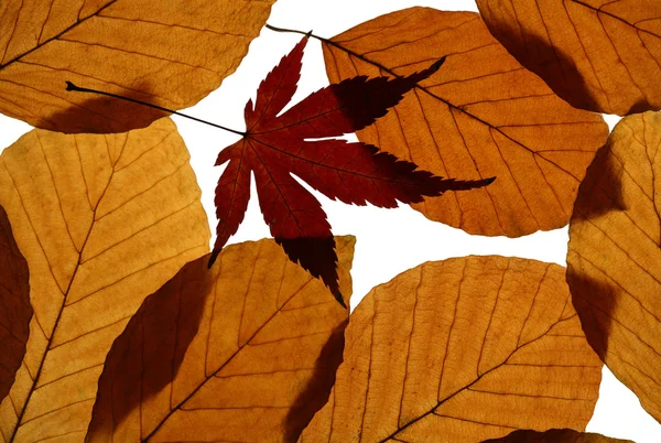 Feuilles d'érable japonaises et de hêtre d'automne — Photo