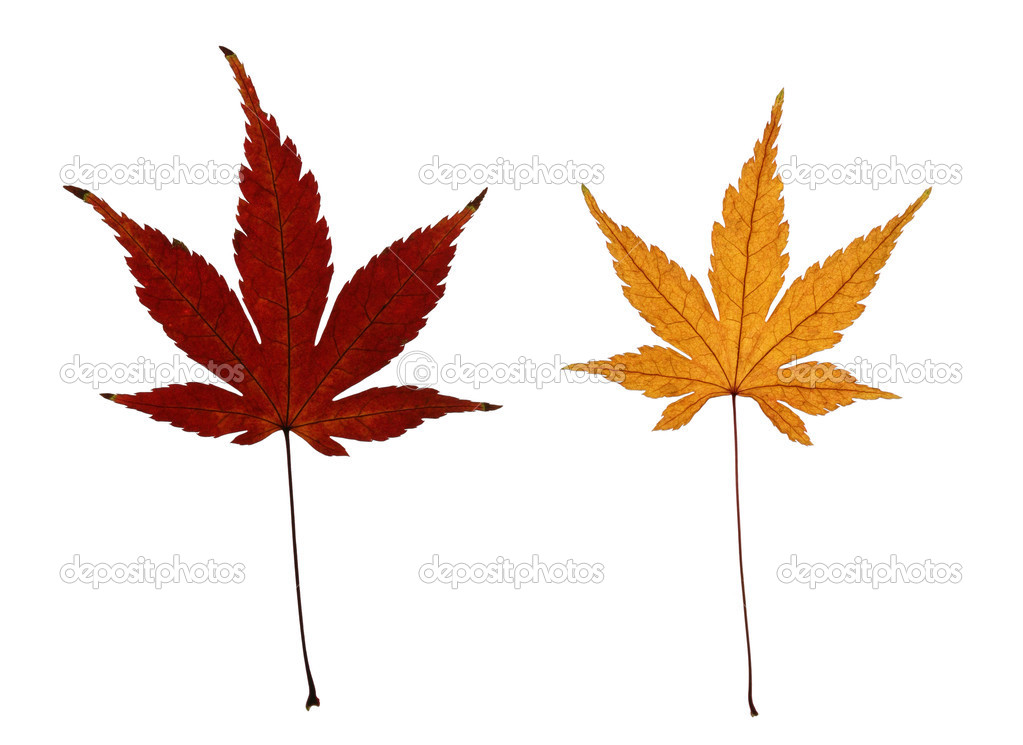 Two Autumn Japanese Maple Leaves Isolated on White