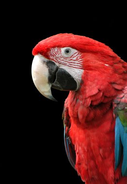 Green-Winged Macaw Isolated on Black clipart