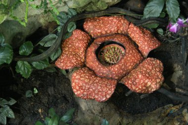 Rafflesia