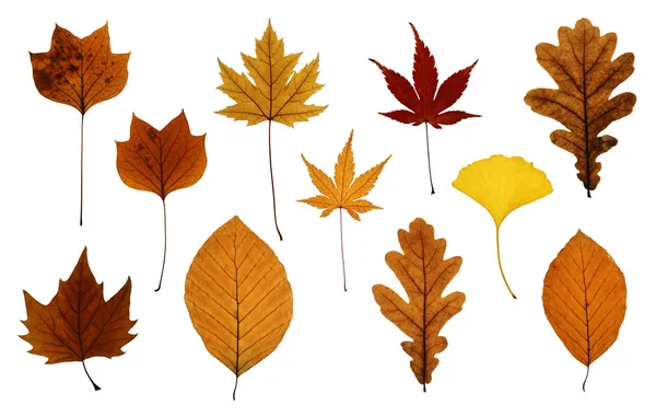 Conjunto de hojas de otoño aisladas en blanco — Foto de Stock