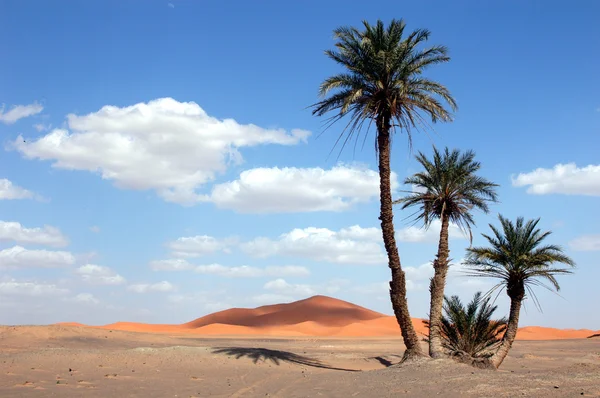 Palmeras en el desierto del Sahara — Foto de Stock