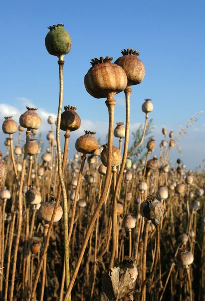 Poppy Field — Stock Photo, Image