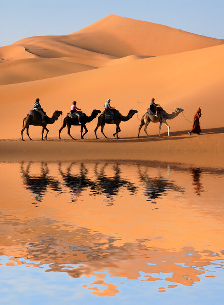 Camel Caravan in Sahara Desert